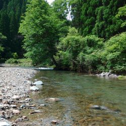 渓流でアマゴ狙い ～長良川水系～